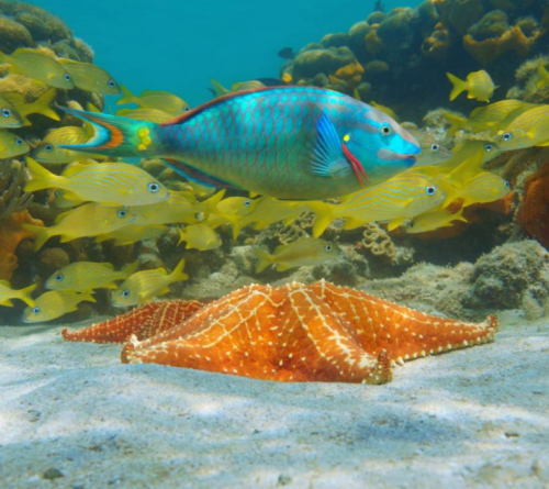 ¡ESCAPATE A LA ISLA SAONA!