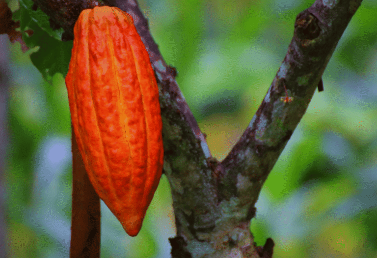 El Cacao Dominicano: El Oro Marrón que Conquista al Mundo.
