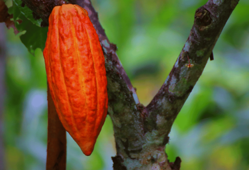 El Cacao Dominicano: El Oro Marrón que Conquista al Mundo.