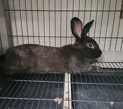 Conejo _ Rabbit  on Sale