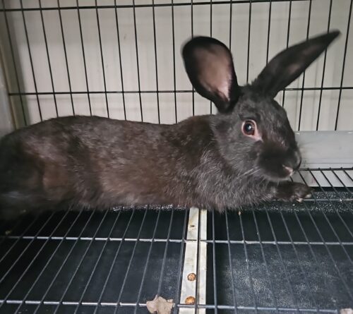 Conejo _ Rabbit  on Sale